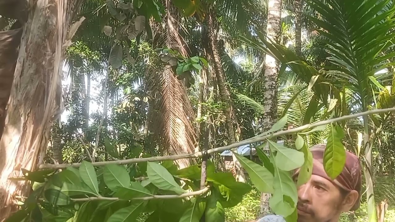 BAGI PIKAT ATAU AJARAN YANG TIDAK BIASA DI RANTING PAKAI CARA INI 100% AMPUH
