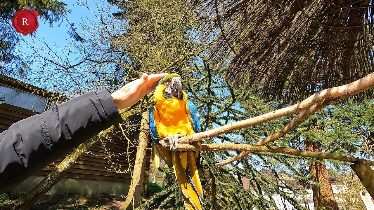 Vogelpark Heiligenkirchen Detmold NRW. Tipps. Alpaka, Emu, Känguru, Pelikan, Papagei, Pfau. 4K.