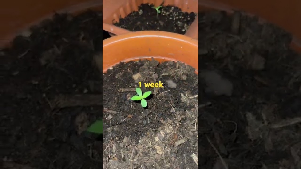 growing weed indoors week by week