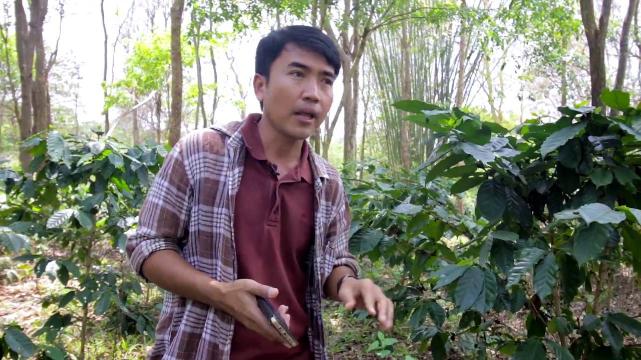 ตอนที่ 1 : จุดเริ่มต้นของกาแฟ 1 แก้วที่เรากิน