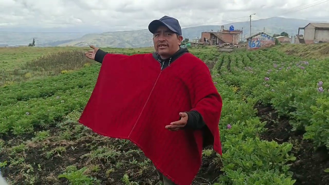 Cultivo de papas en Colta 