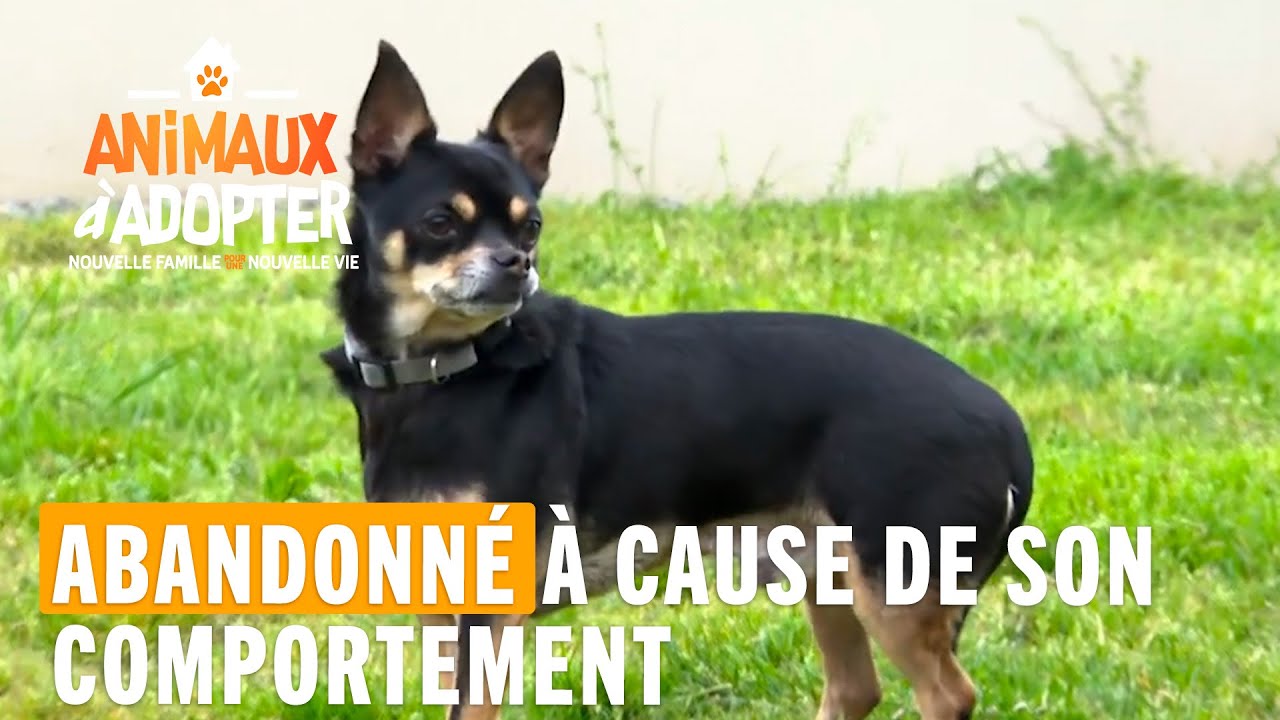 Abandonné à cause de son comportement - Animaux à adopter
