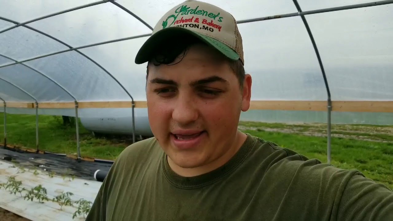 How to Stake Determinate Tomato Plants!