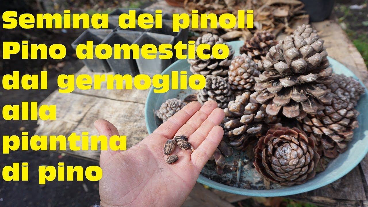 Semina dei pinoli del Pino domestico dalla germinazione alla piantina di pino