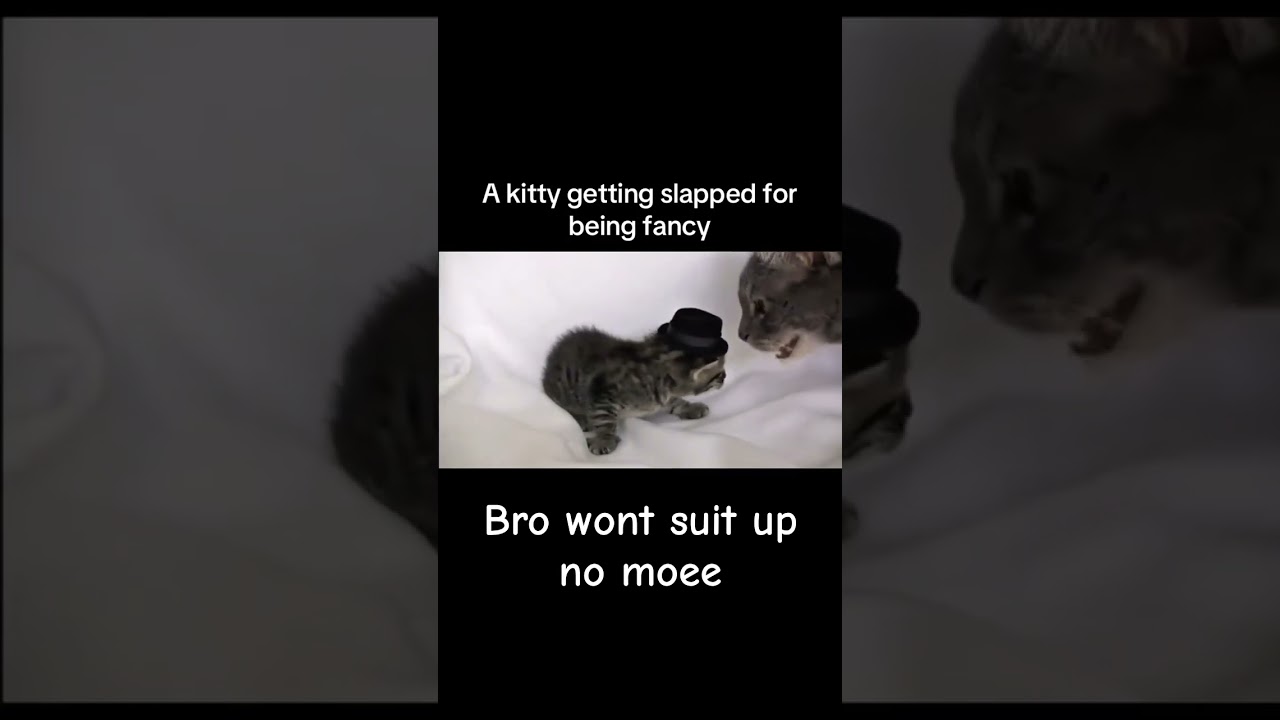 Kitty getting slapped for being fancy #cats #funny #views #cute #click #aww #subscribe