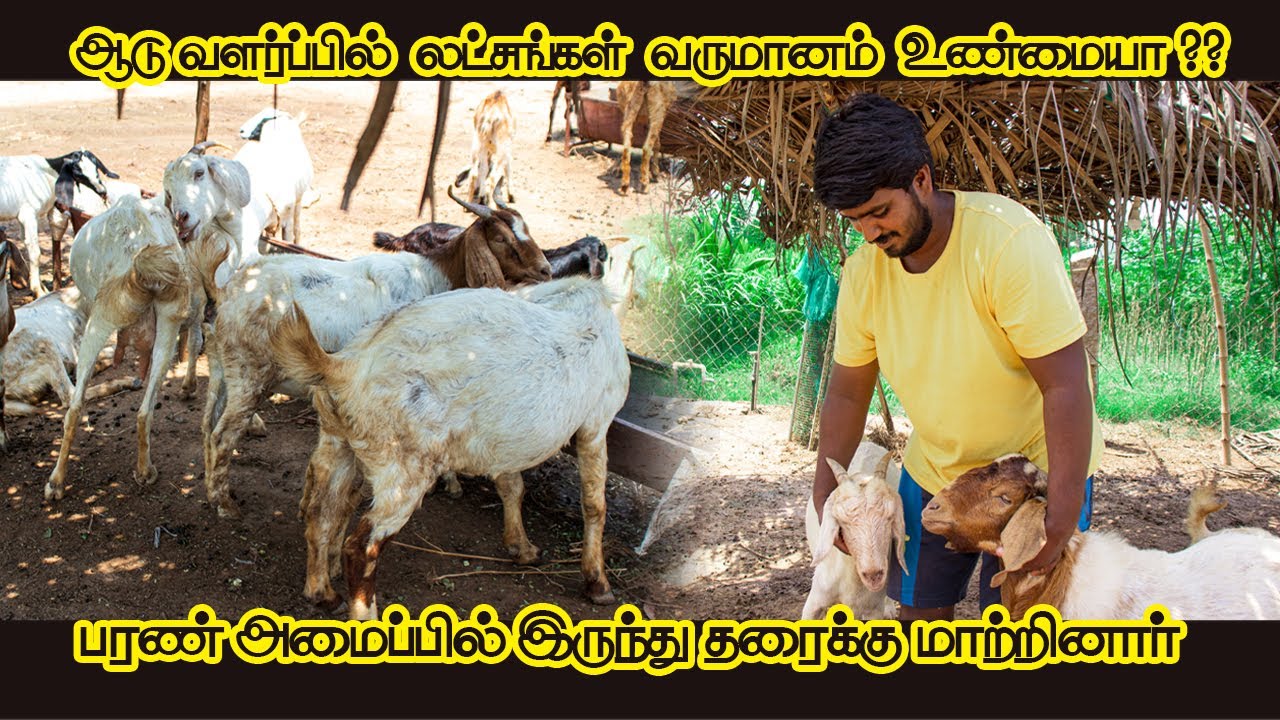 லாபம் தரும் கோழி,ஆட்டுப்பண்ணையை அமைப்பது எப்படி | profitable chicken, Goat  farm| Ullathanaya Uyarvu