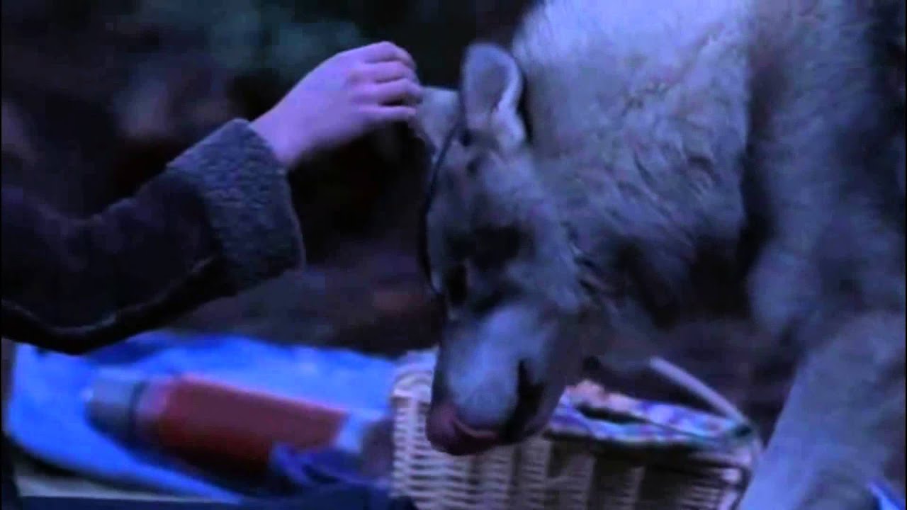 Wolf Lake - The Howling