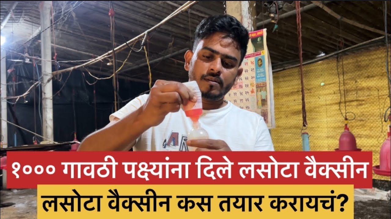 1000 गावठी पिल्ला ना केली lasota vaccine / gavran kombdi palan #dwitfarm 