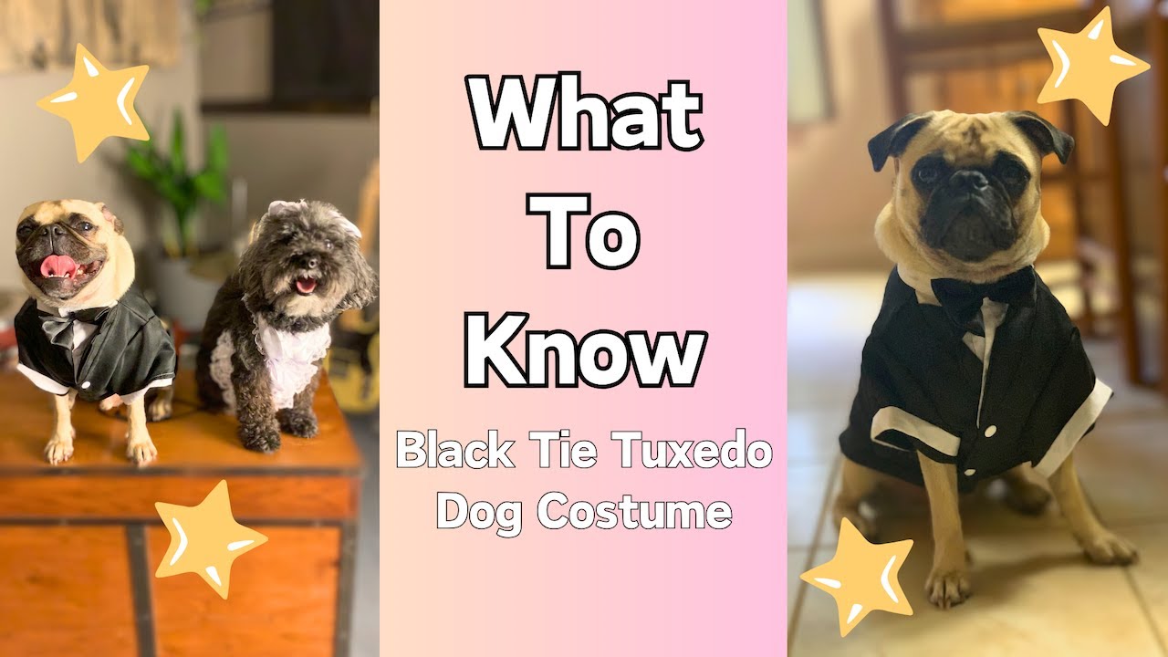 Dressed to Impress with the Kuoser Dog Tuxedo