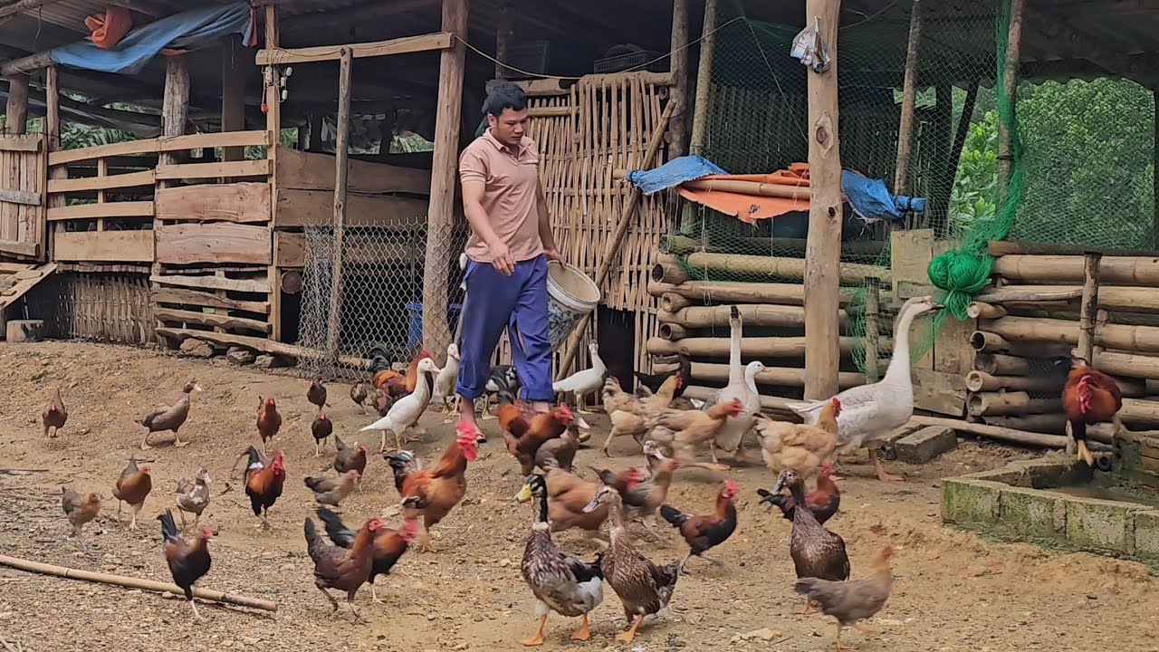 FULL VIDEO: 200 days of living alone in the mountains and forests. Expanding the scale of the farm