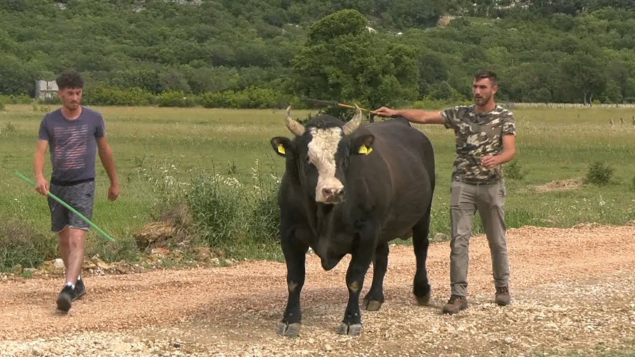 - BRIZAN KRNIĆA, ŠAMPION HR U TEŠKOJ, SPREMA SE ZA KAMATARA TIGRA I IVKOŠIĆA
