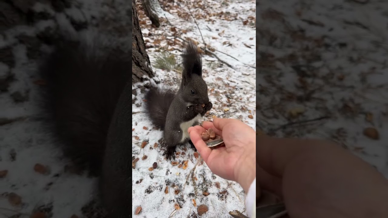 Winter Forest Live｜Feeding Wild Squirrels with Live Narration 🐿️🌲的副本