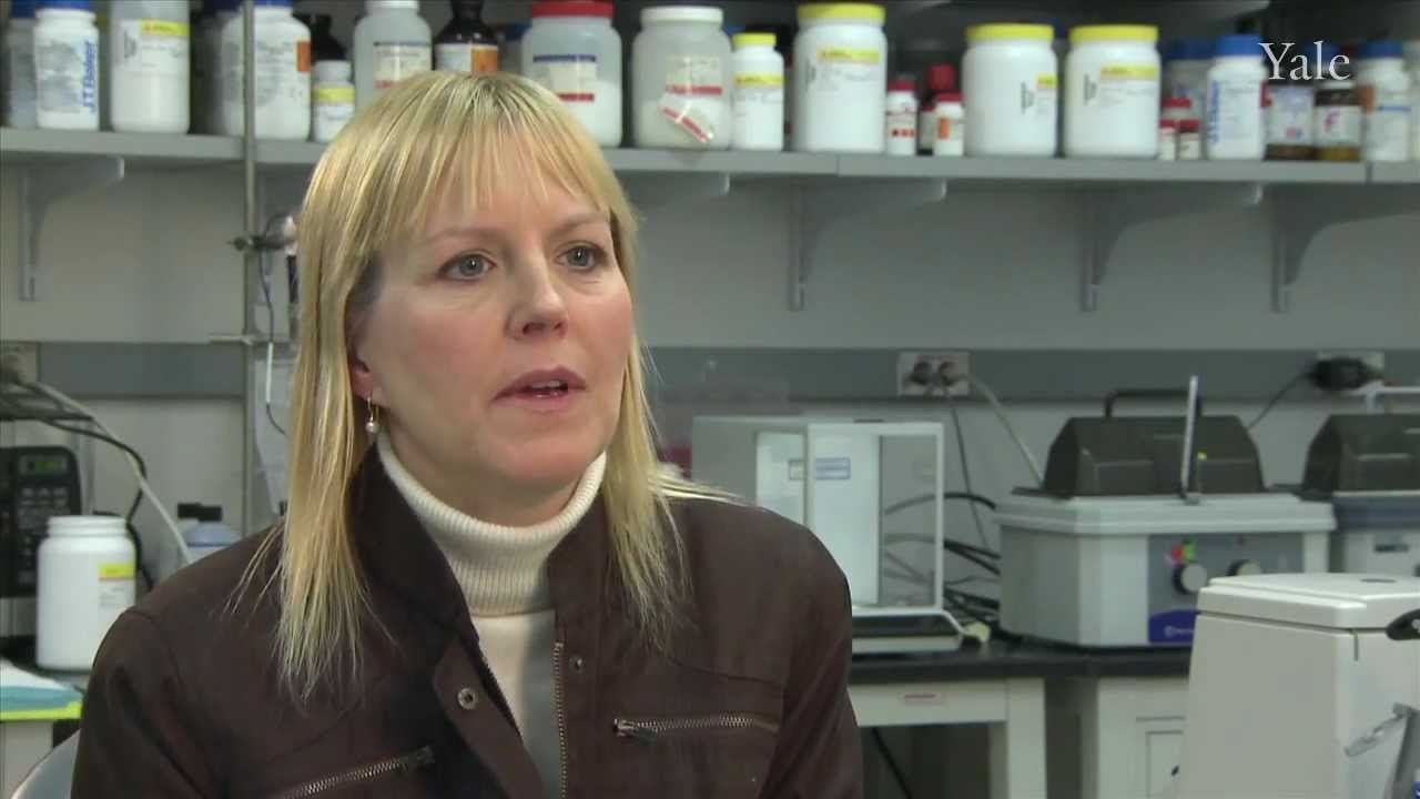 The Human Immune System: The Missing Link in Developing Breast Cancer