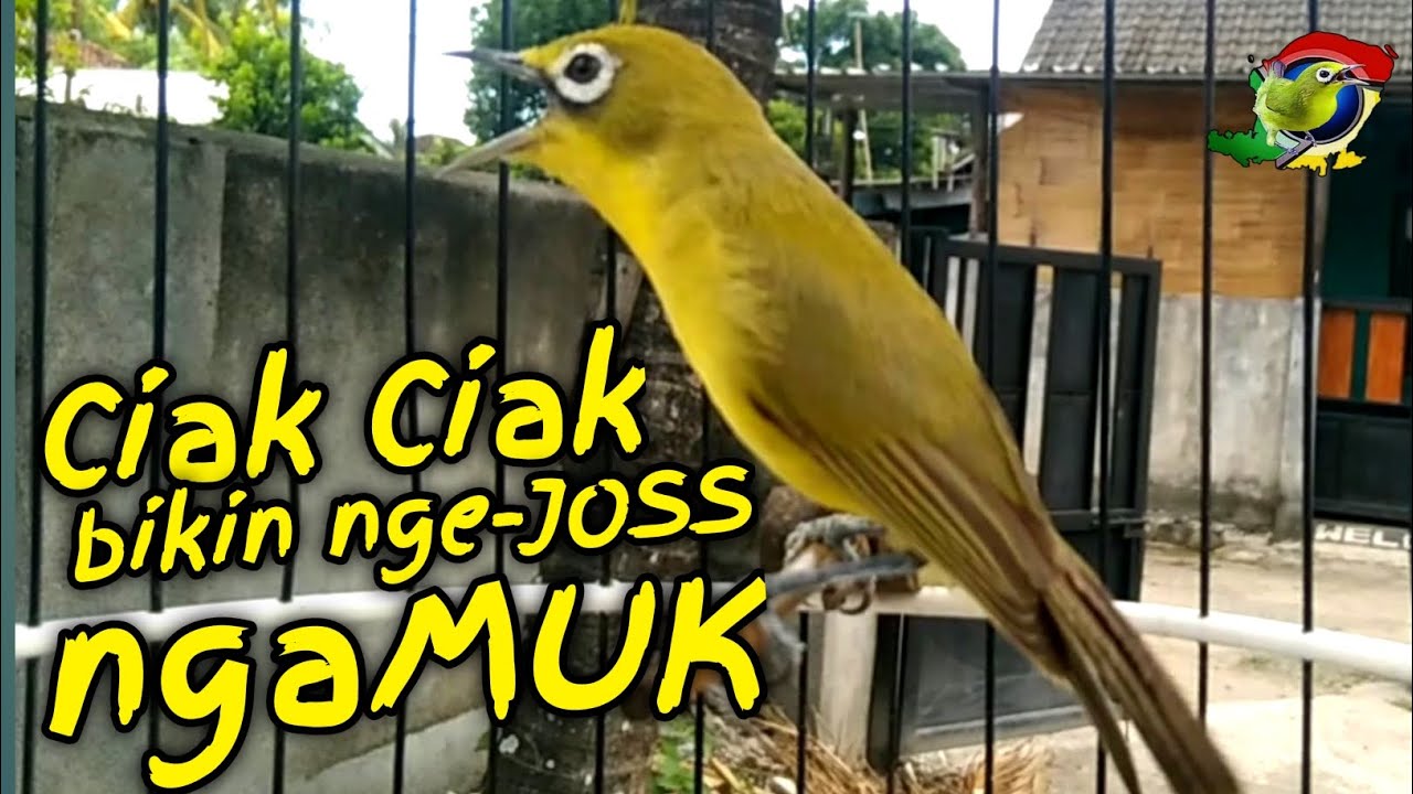 Ciak Jos Kecial Kuning ampuh bikin Kecial Kuning malas bunyi jadi Joss gacor