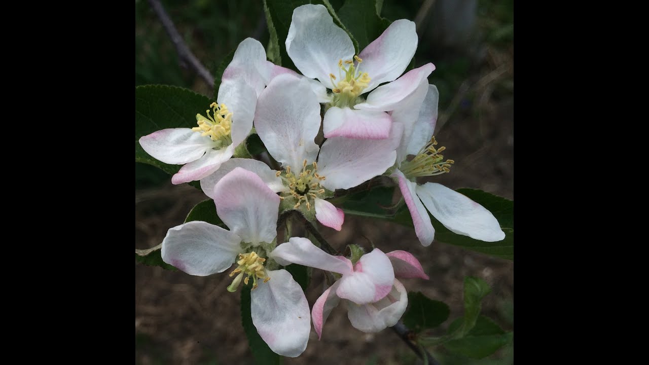 Improve your apple crop through hand thinning