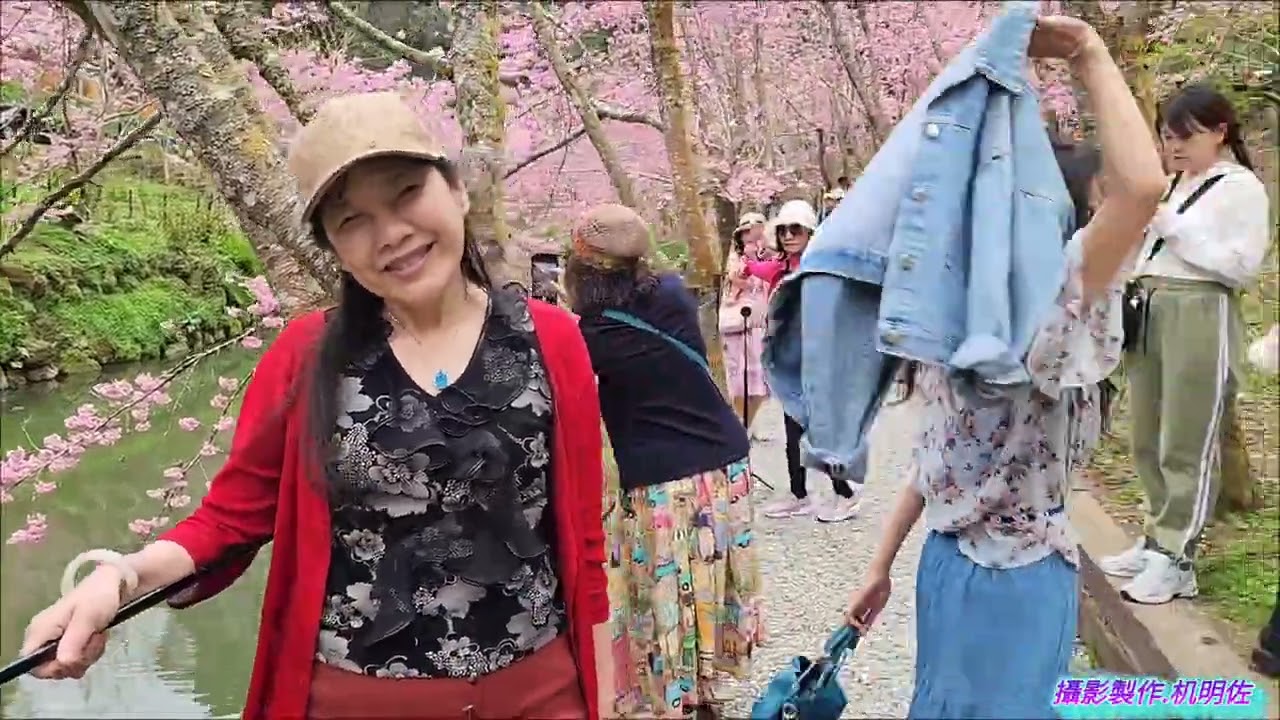 杉林溪115年3月2日賞櫻花之旅(机明佐.卯美緞.陳育瑩.王麗櫻.李絲絲)攝影製作.机明佐