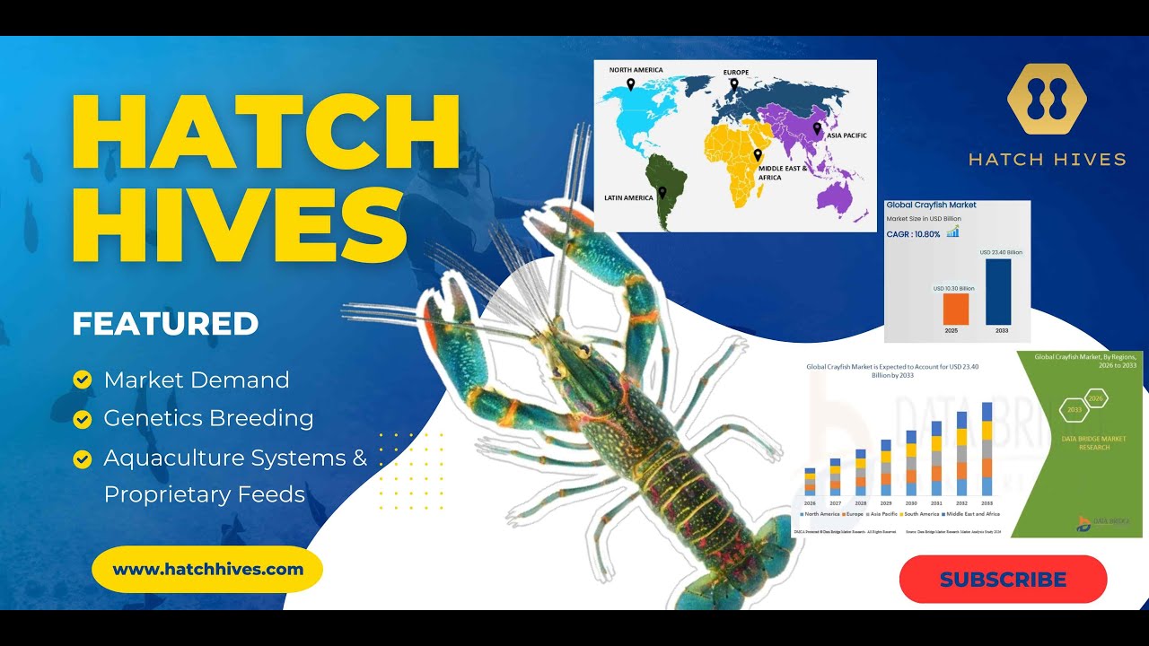 Singapore Crawfish/Hatch Hives Introduction