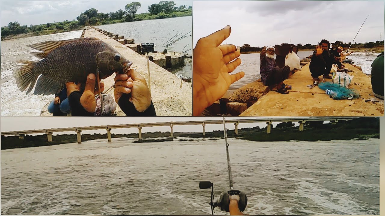 Tilapia Fishing Technique in River || Small Single Hook Fishing in Bhima River