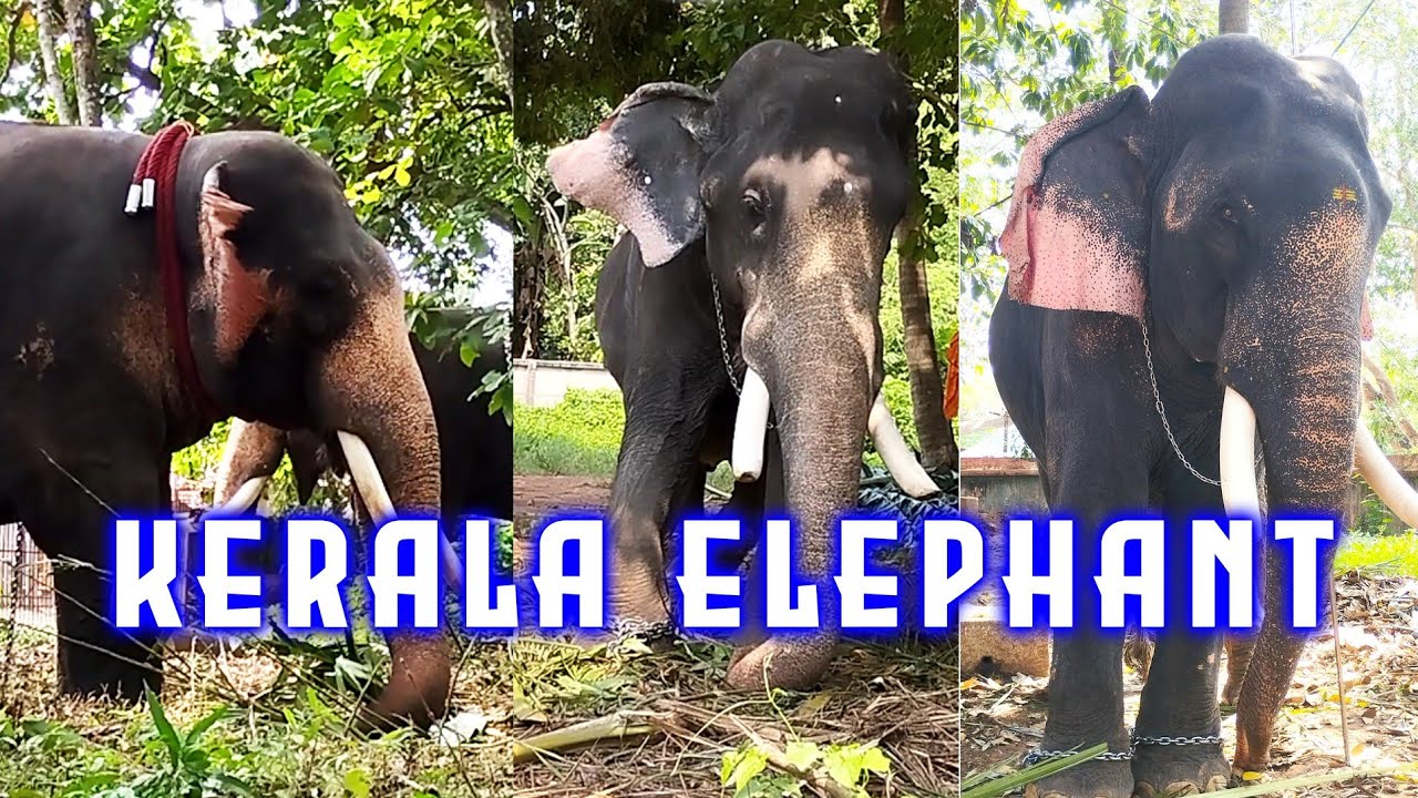 Kerala elephants🔥 Highlights