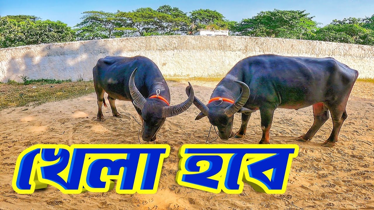 সরকার হাট থেকে আনা মহিষ গুলোর কি অবস্থা এখন || মহিষের আনন্দ কিসে Purbasha Agro