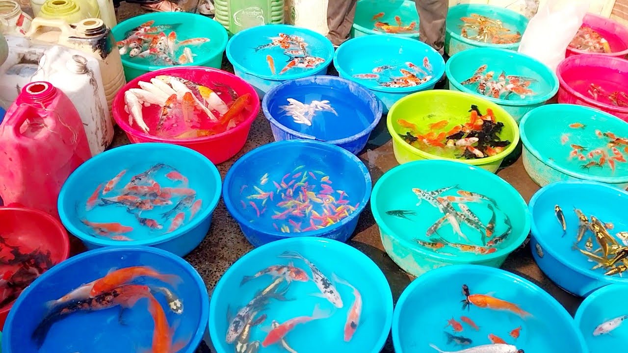 Fish Market | Galiff Street Fish Market Kolkata | Cheapest price | Recent Aquarium Fish Price Update