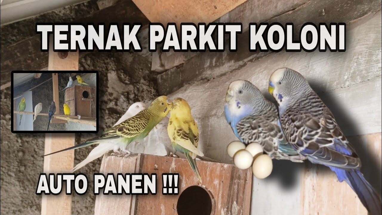 Begini Cara Ternak Burung Parkit Di Aviary Sederhana !! Ternak Koloni Parkit Untuk Pemula !!