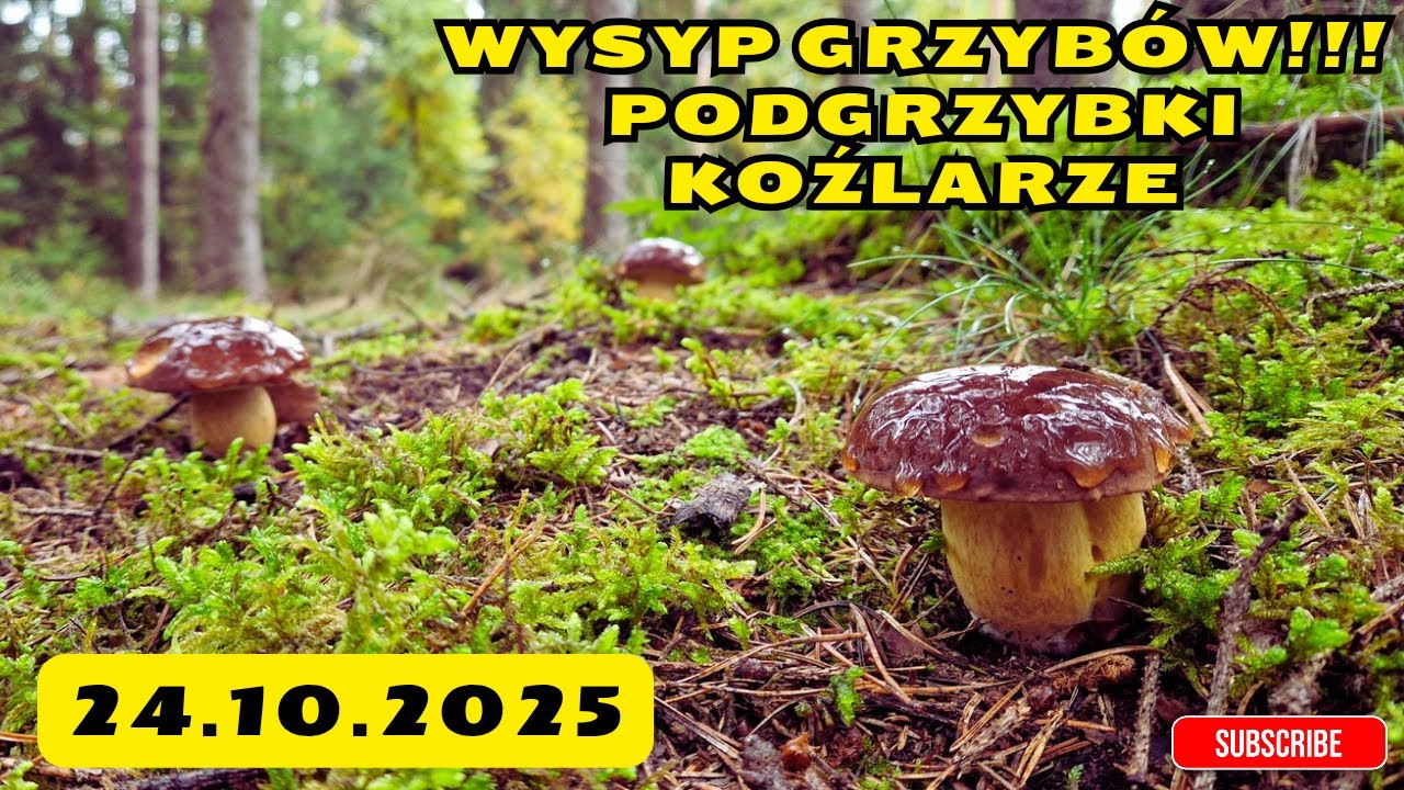 MEGA WYSYP GRZYBÓW! Podgrzybki i Koźlarze 2025! #mushroom #grzyby2025 #grzyby #fungi #pilze #nature