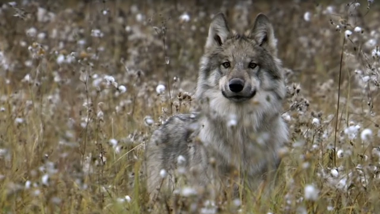 How Wolves Outsmart Bison During Hunting | BBC Earth
