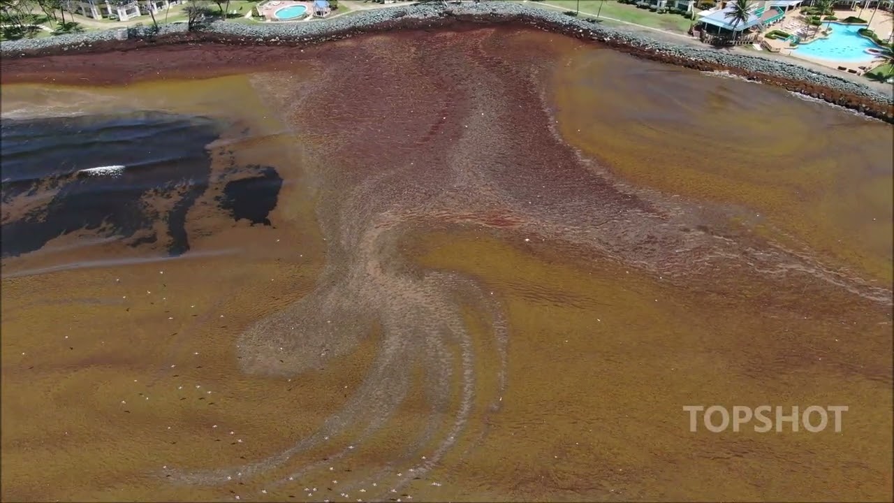 Sargassum Menace Tobago July '25