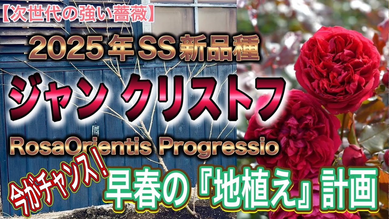 【強いバラの庭】春だ！早速地植えだ！ロサオリエンティスのジャンクリストフの地植え計画だ！！次世代の強い薔薇の紹介です♪