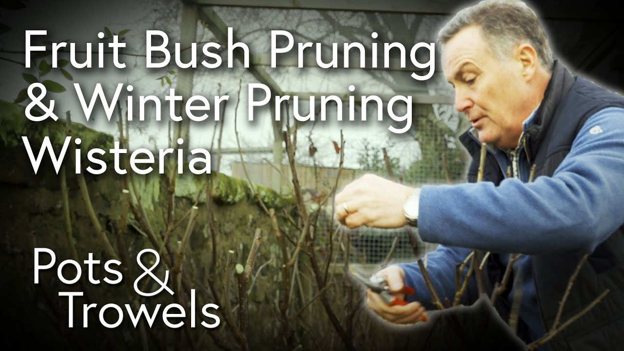 Currant Bush Pruning & Winter Wisteria Pruning - Pots & Trowels