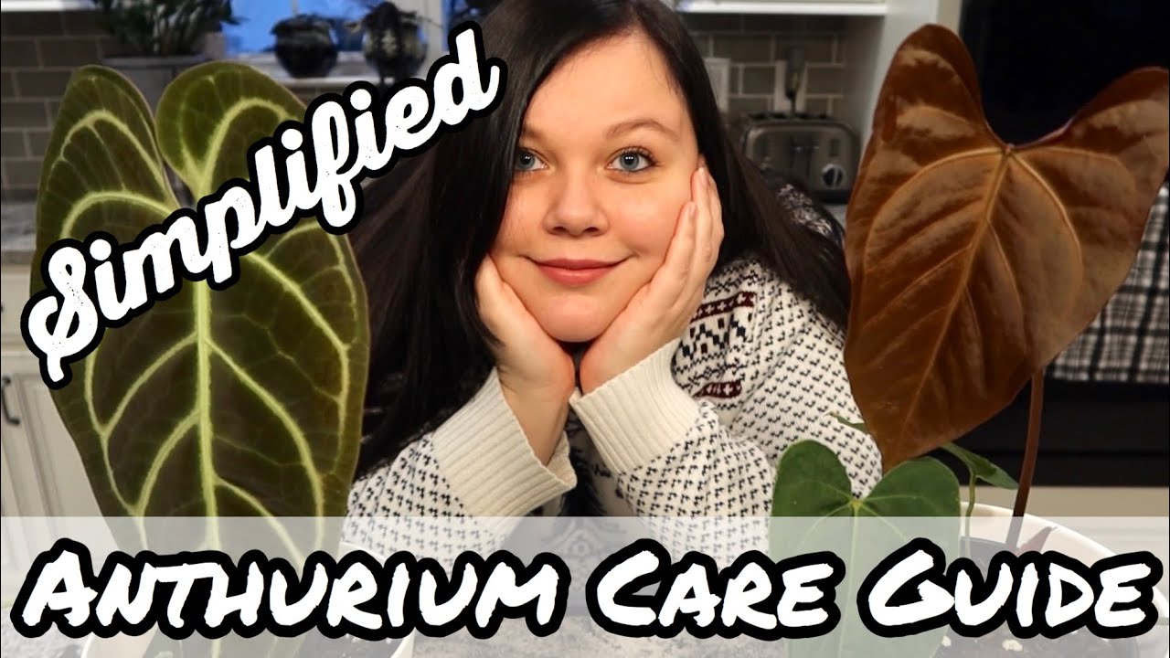 A Simplified Anthurium Care Guide