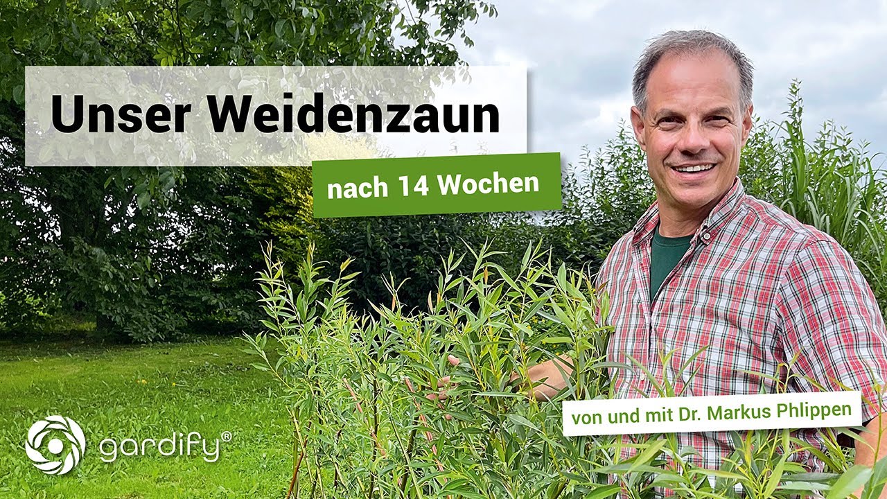 Fortschritt beim Weidenzaun – Wachstum, Flechten, Pflege | gardify Tipps