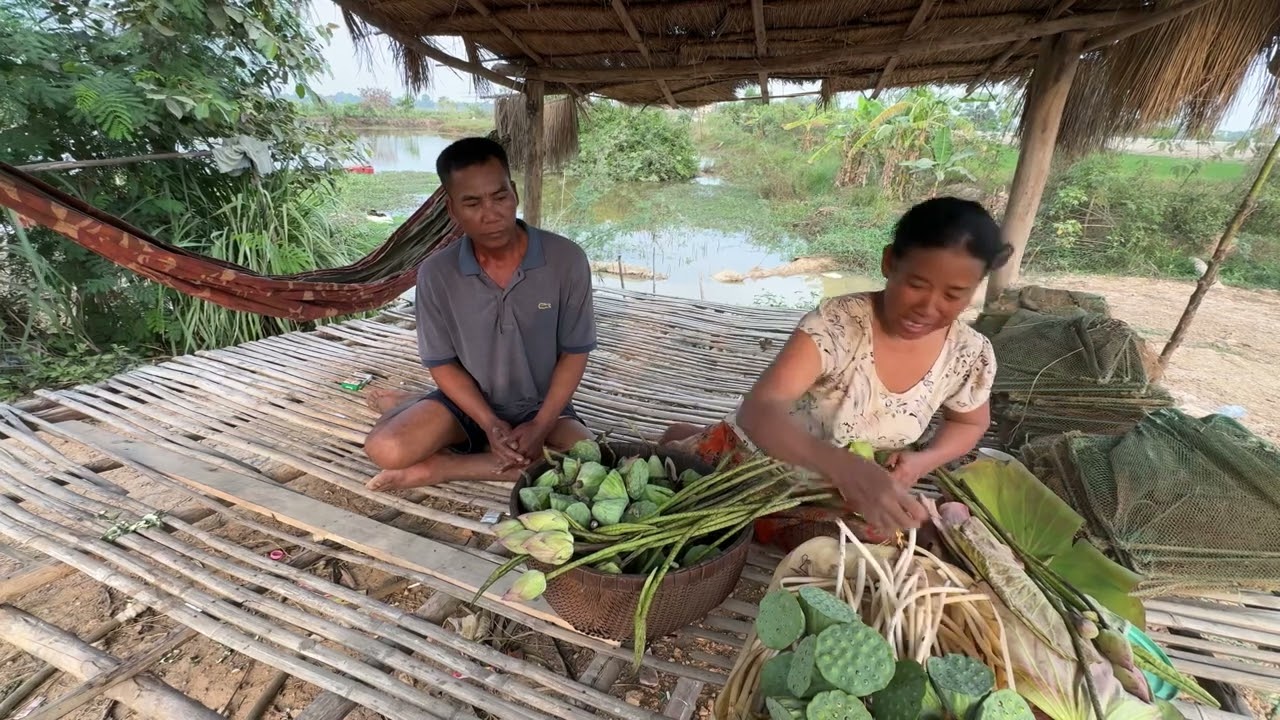 #1537 គ្រួសារលោកពូ ពក ទូច ជាអ្នកដកក្រអៅឈូកយកទៅលក់