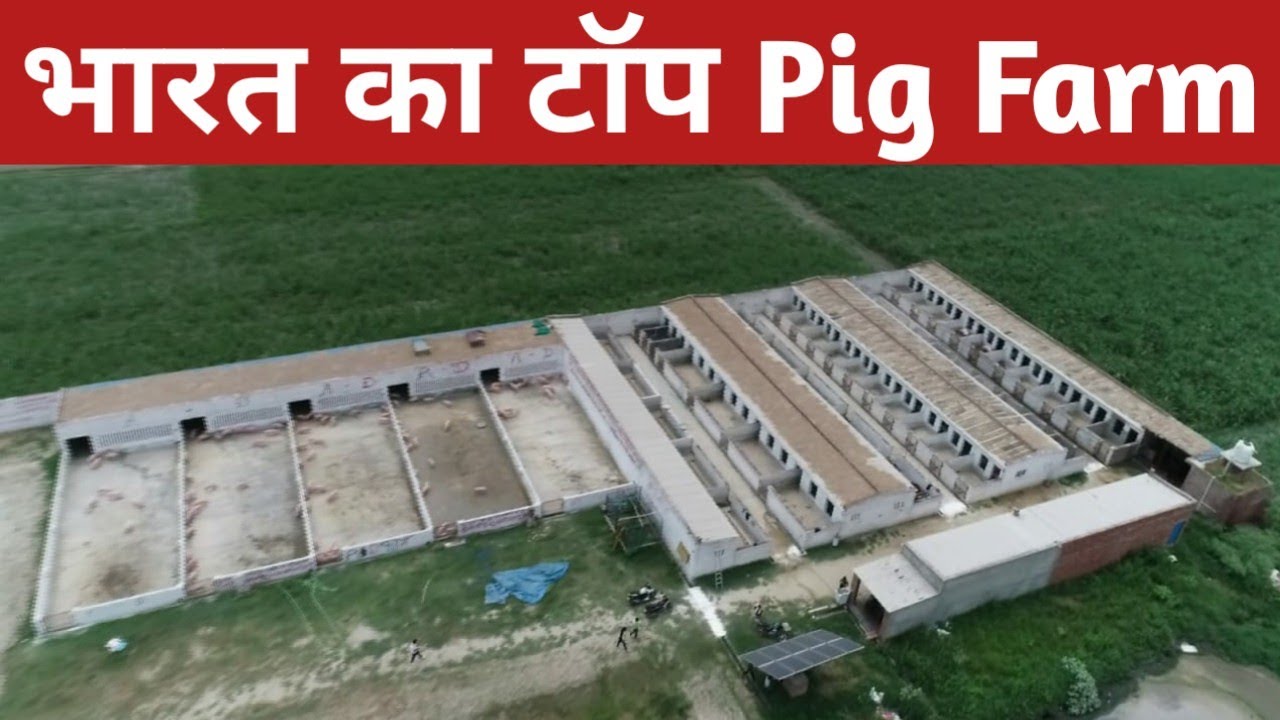 भारत का सबसे बड़ा और अच्छा पिग फार्म । India's best pig farm ।