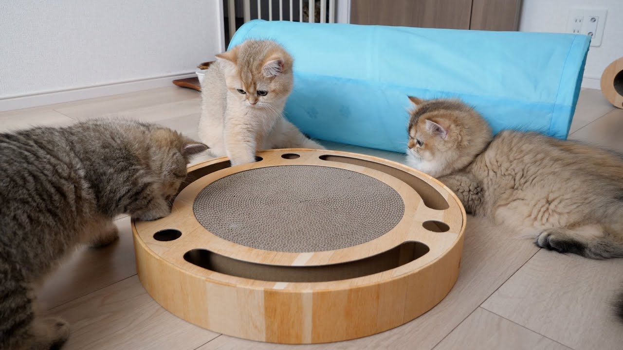 Three older cat sisters and three younger kitten brothers