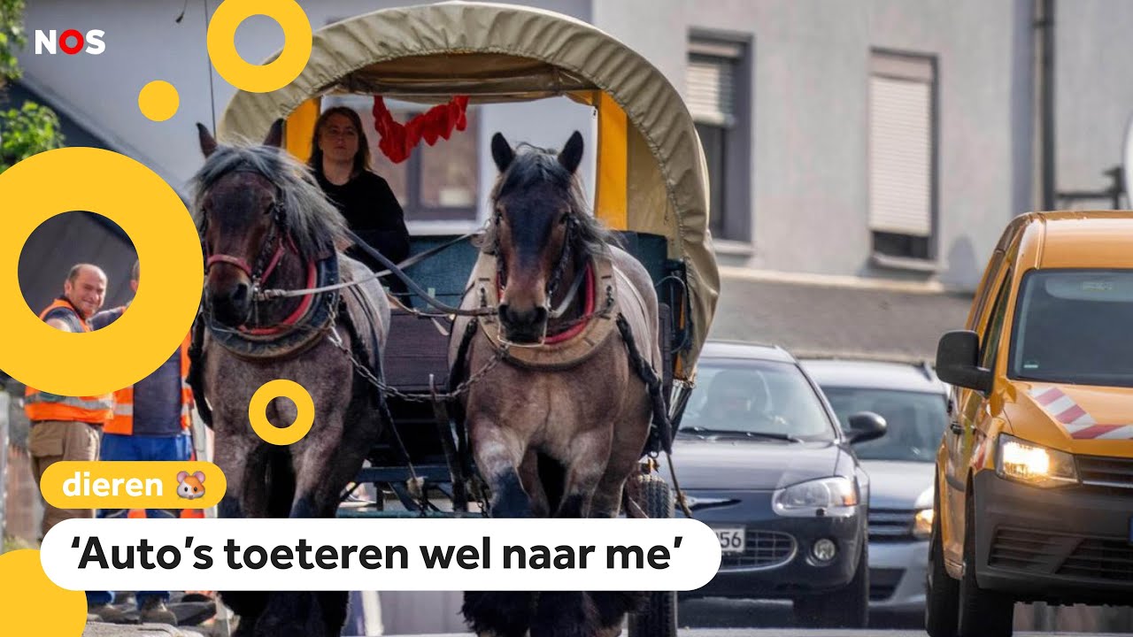 Whut?! Stephanie gaat op haar paard naar werk
