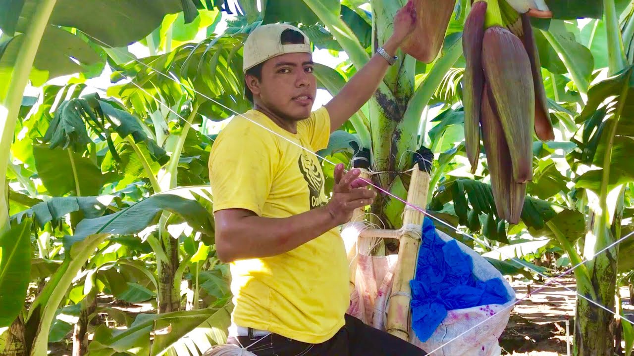 EL CHICO MÁS RÁPIDO PARA TRABAJAR EN LA BANANERA 5/9 | mira el video completo es?