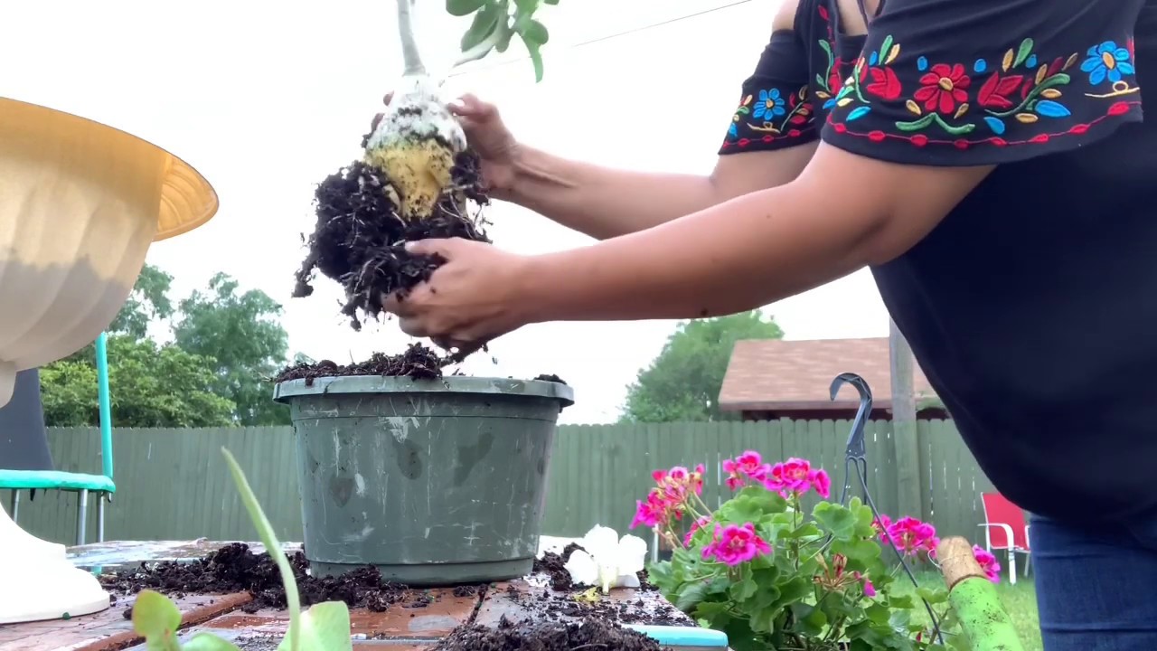 Trasplante de flor de desierto