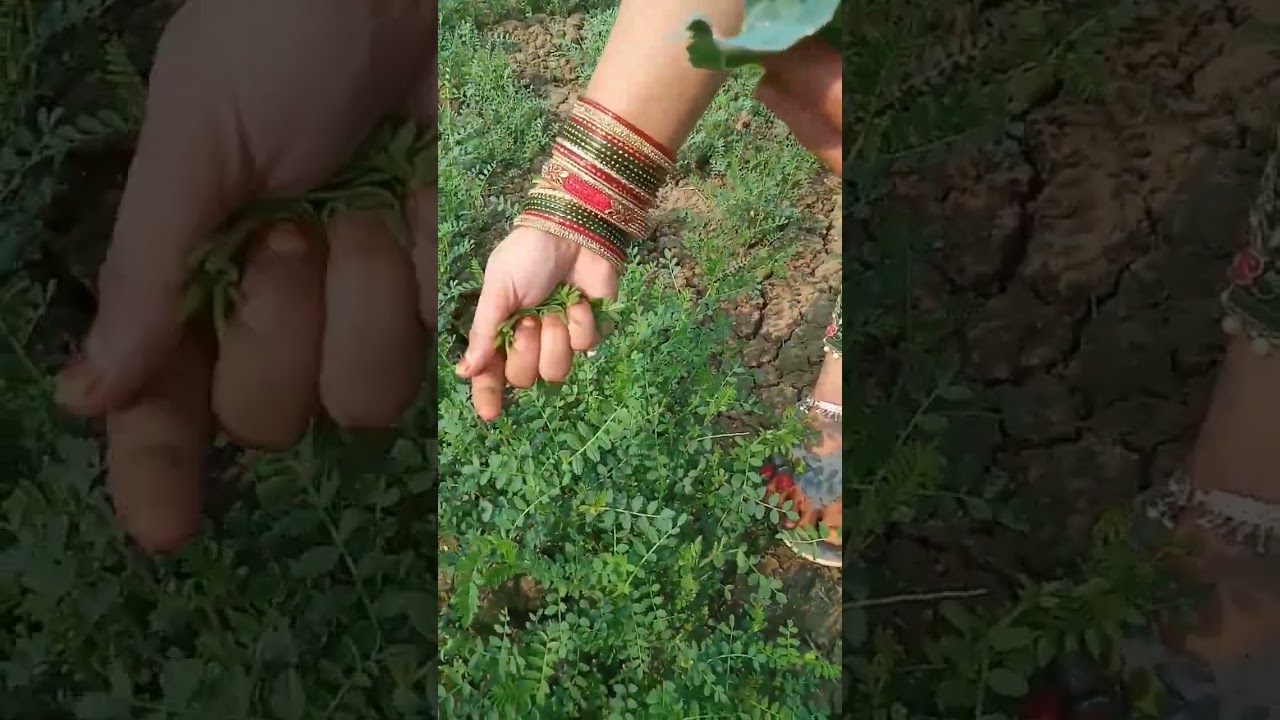 chane ke khet me sag todte hue 🌱#subscribe 🙏#viralshorts#viral#tseries#trending#10k#suport#shorts🙏✌️