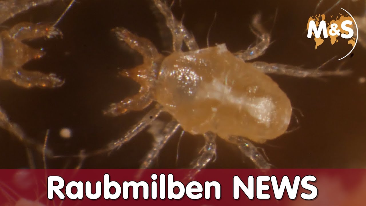 Raubmilben NEWS | Neuste Erkenntnisse | Anwendung & Tipps