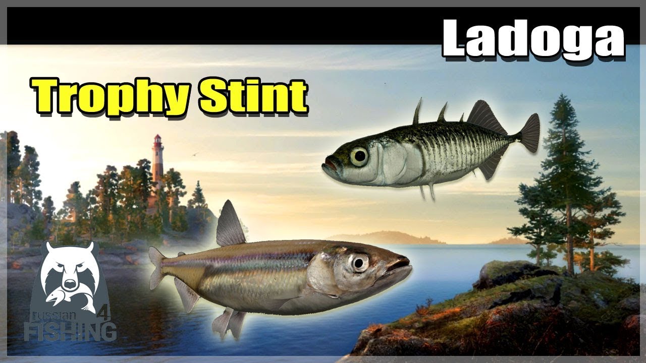 Russian Fishing 4 ★ Stint & Dreistachliger Stichling am Ladoga See | Gameplay Deutsch