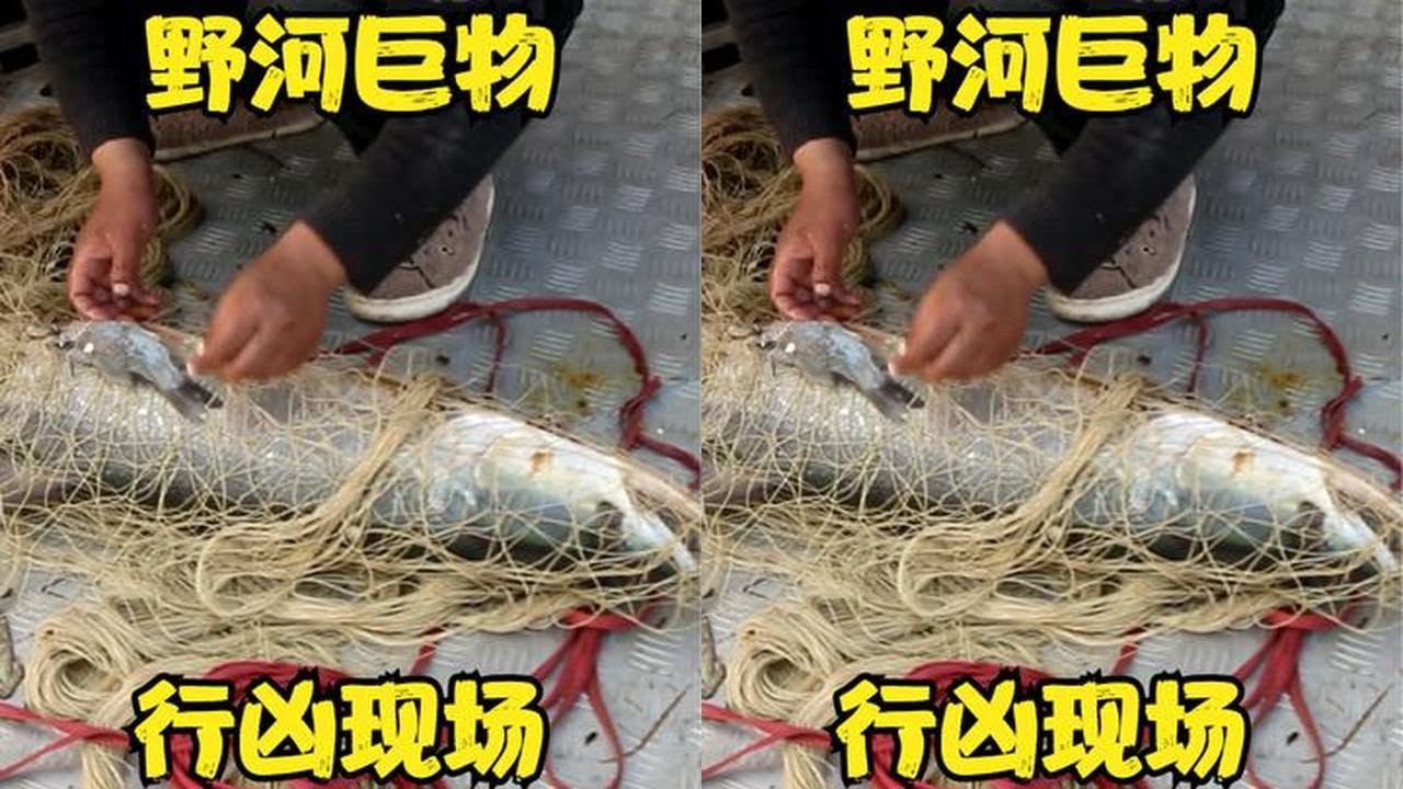 野河巨物泛滥，大鳡鱼行凶被当场抓获，鲫鱼被活吞了一半 #户外撒网捕鱼  #鳡鱼 #野河巨物 #活吞鲫鱼