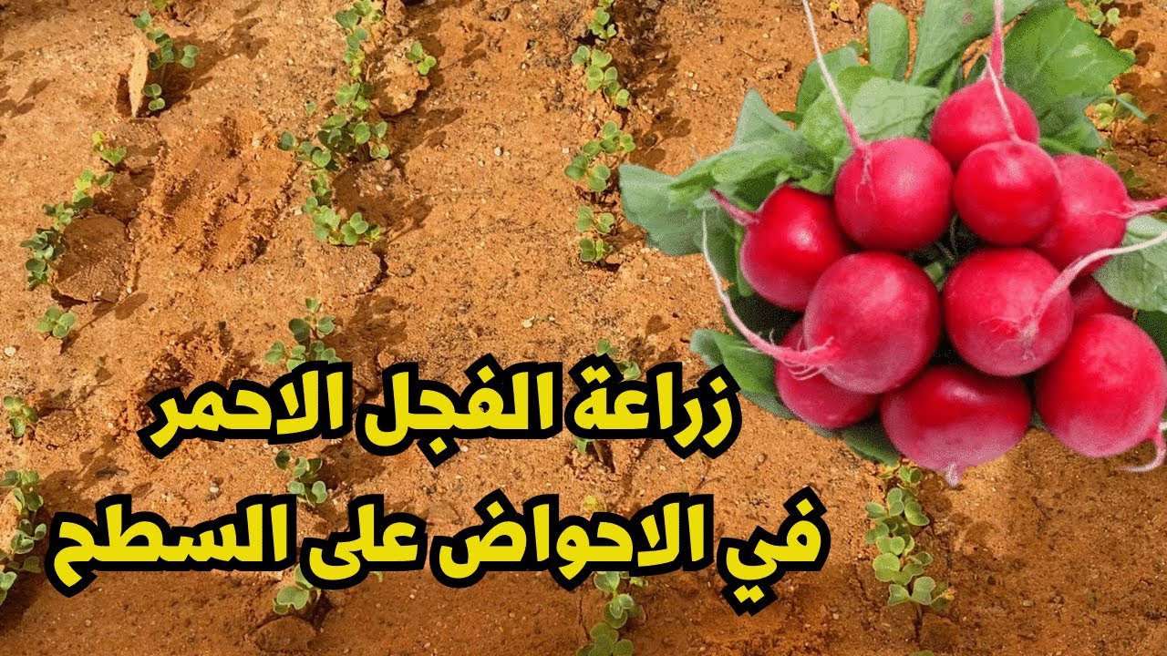 تعليم زراعة بذور الفجل الأحمر بطريقة سهلة جدا علي السطح  ومواعيد الزراعة المناسبة