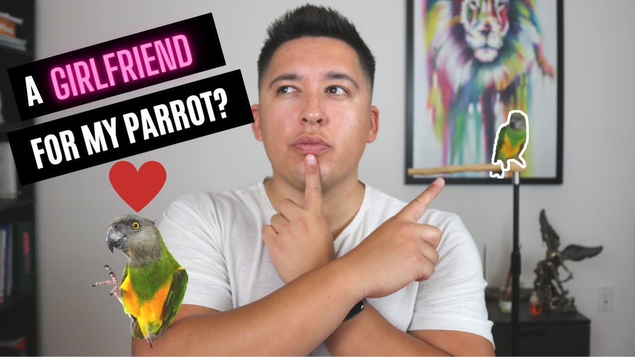 Should You Get Another Bird? | Parrot Cage Mate - Pros & Cons