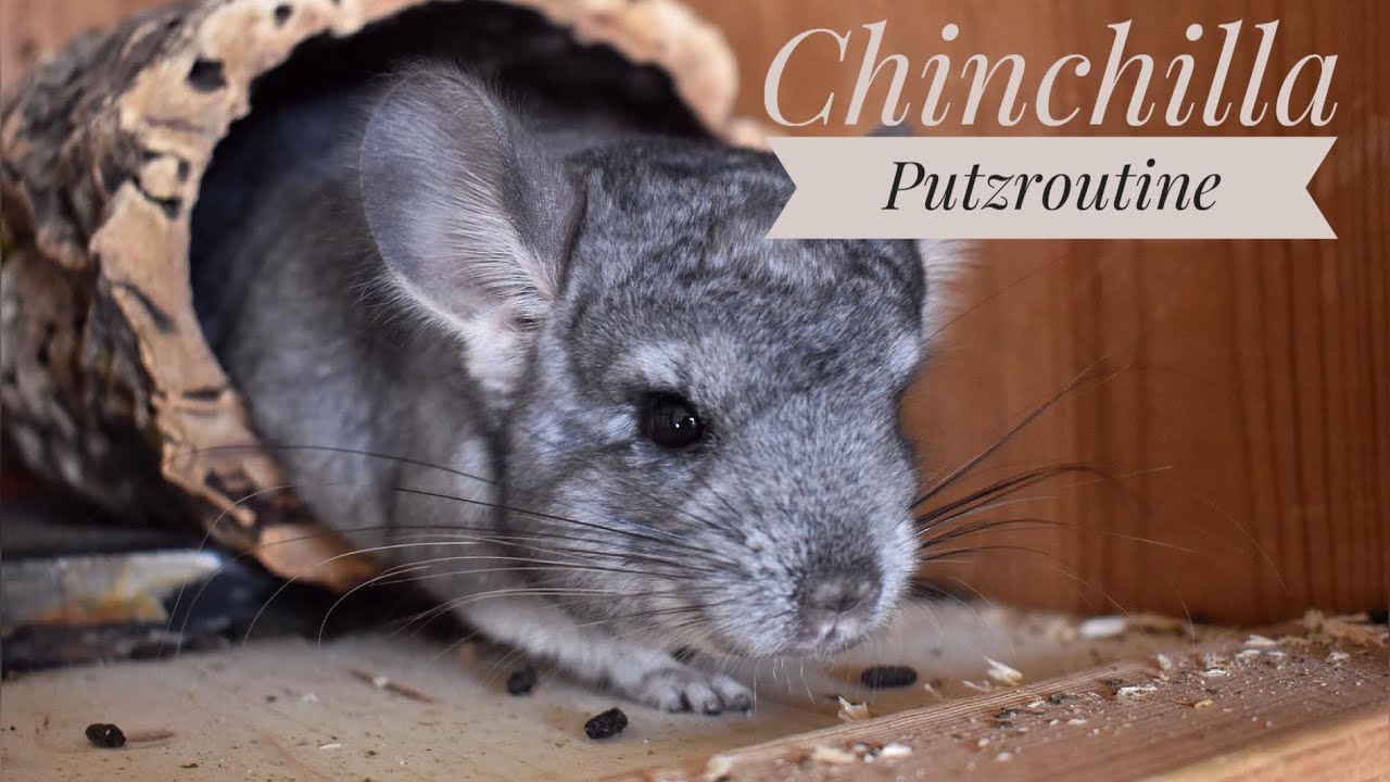 Chinchilla Putzroutine | Stupsnasenbande