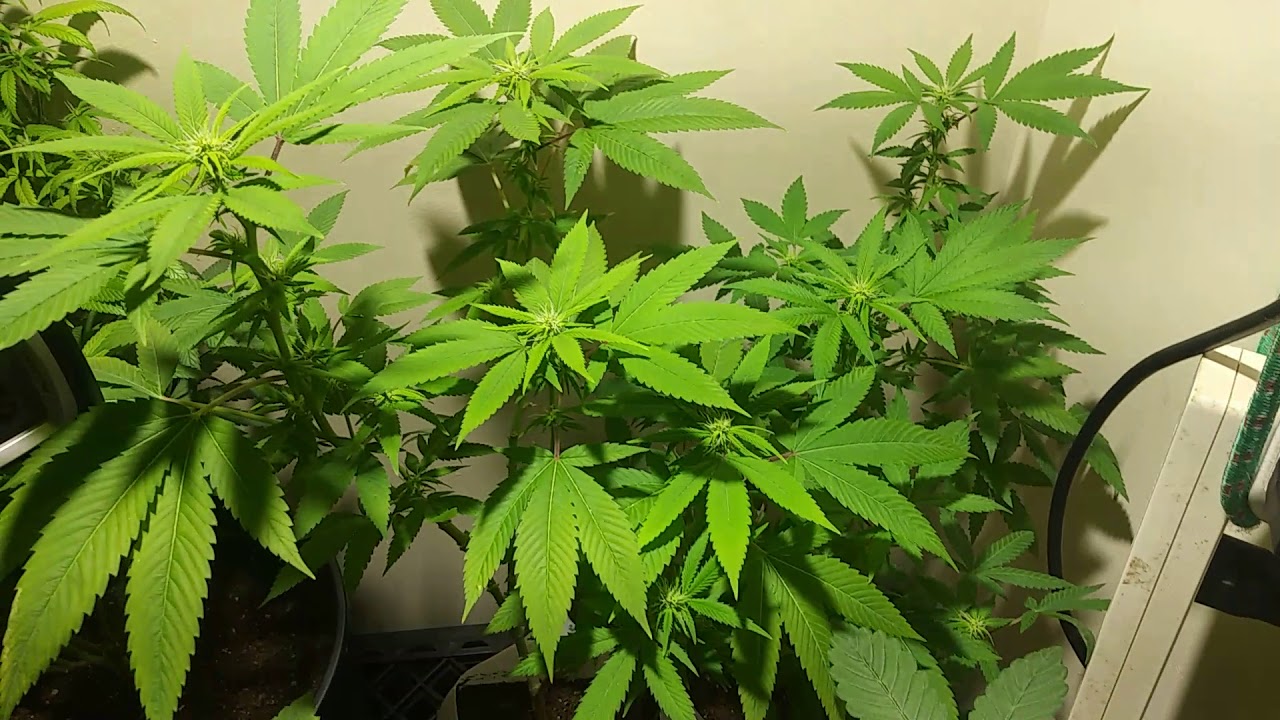 Indoor Cannabis Garden: TDK The Dutch Kush f2 sweet pheno 11/24