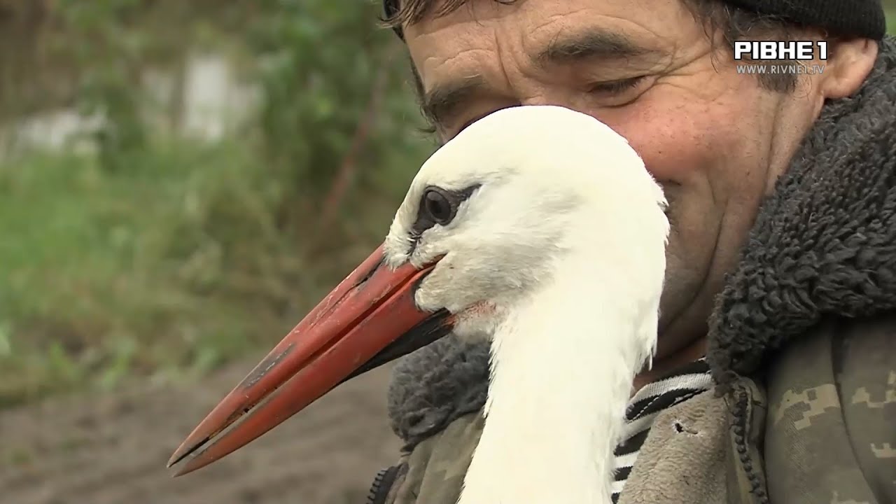 У сім'ї Макарчуків з Володимиреччини домашній улюбленець - лелека