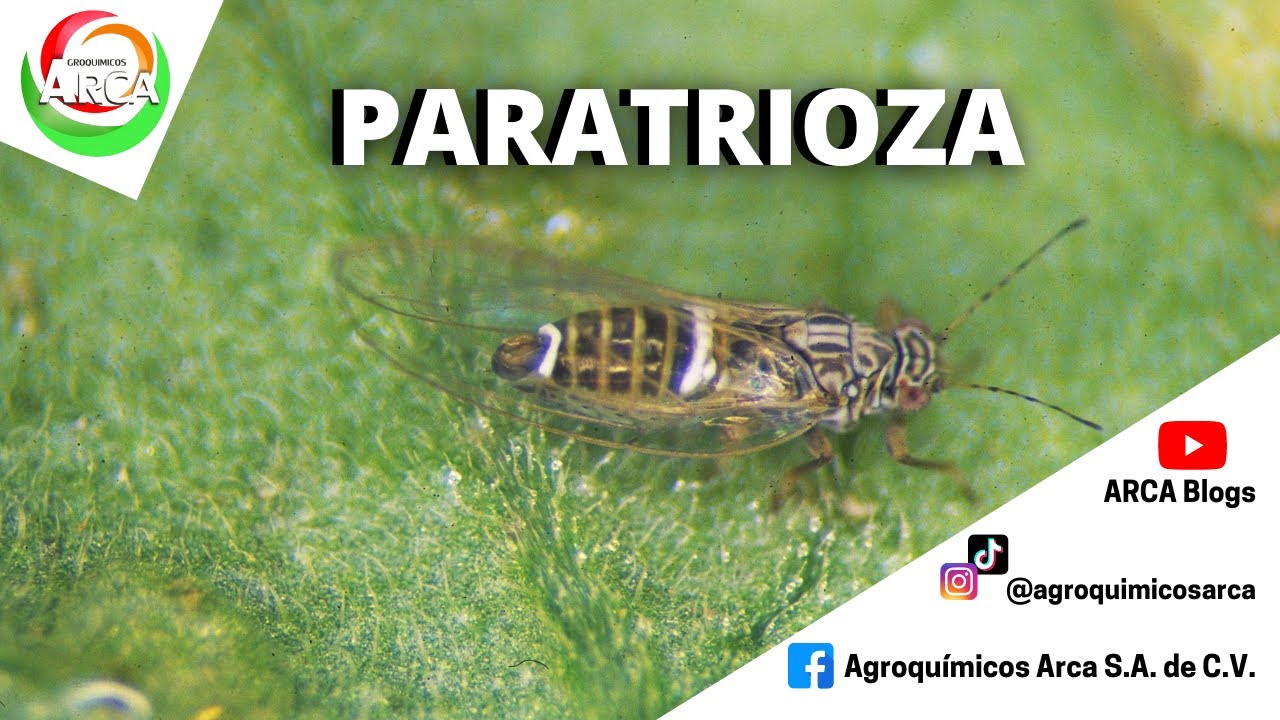 Te enseñamos como hacerle frente a la Paratrioza║ARCA Blogs