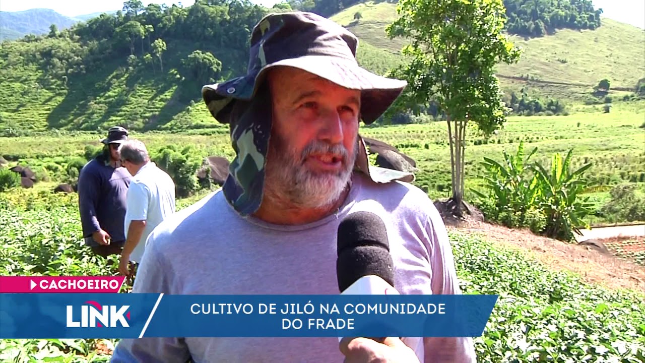 Produção de Jiló 15 01 2019